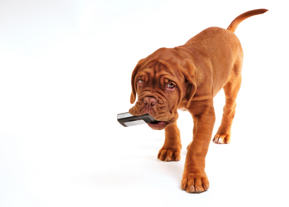 Contact Shear Chic Groomers