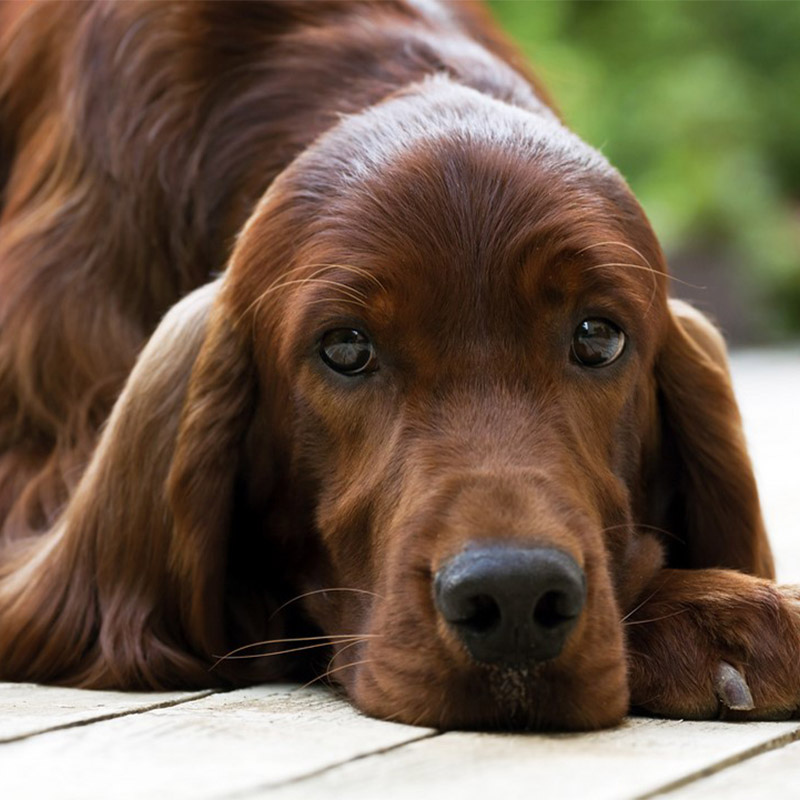 Shear Chic Groomers Animal Groomers based in Essex