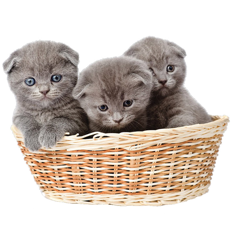 Shear Chic Groomers Animal Groomers based in Essex