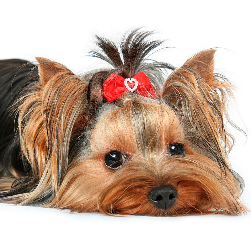 Shear Chic Groomers Animal Groomers based in Essex