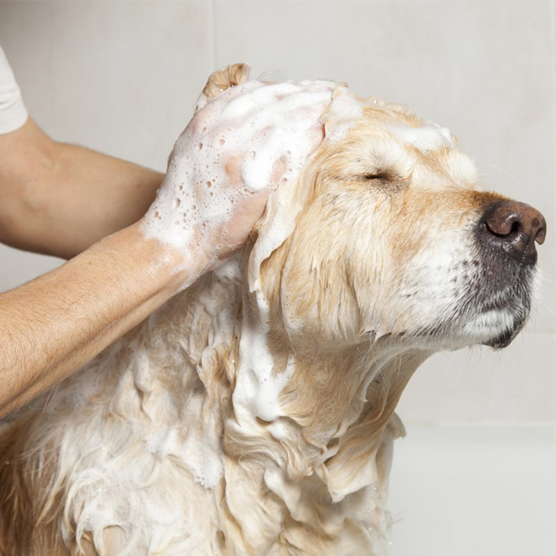 Shear Chic Groomers Animal Groomers based in Essex