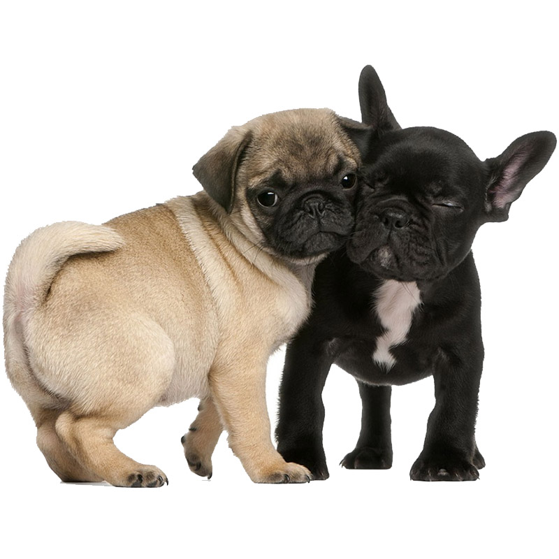 Shear Chic Groomers Animal Groomers based in Essex