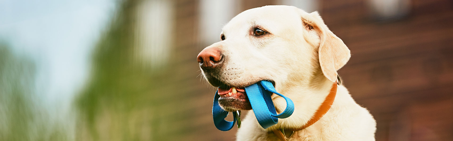 Dog Walking & Pet Care Shear Chic Groomers